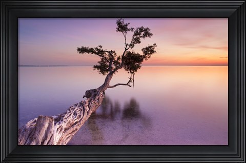 Framed Water Tree XI Print