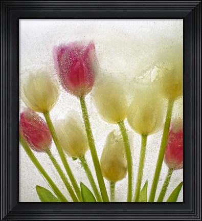 Framed Flores Congeladas 614 Print