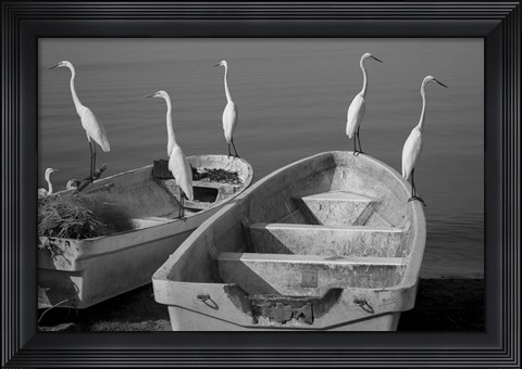 Framed Garzas-7 Print