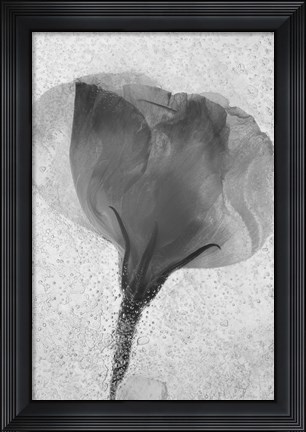 Framed Flowers on Ice BW-2 Print