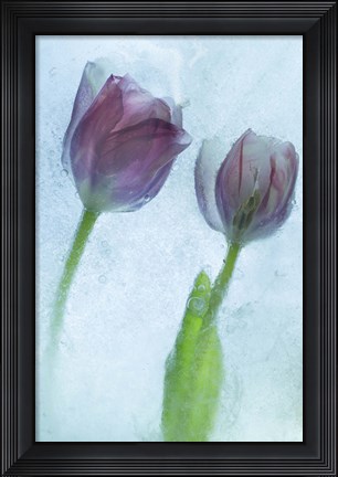 Framed Flowers on Ice-1-2 Print