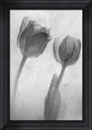 Framed Flowers on Ice-1 Print