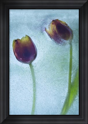 Framed Flowers on Ice-11 Print
