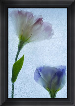 Framed Flowers on Ice-12 Print