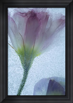 Framed Flowers on Ice-13-2 Print