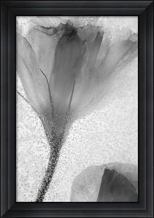 Framed Flowers on Ice-13 Print