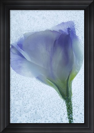 Framed Flowers on Ice-14 Print
