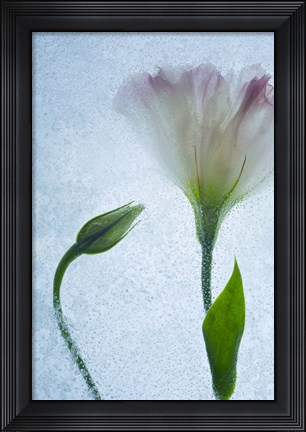 Framed Flowers on Ice-15 Print