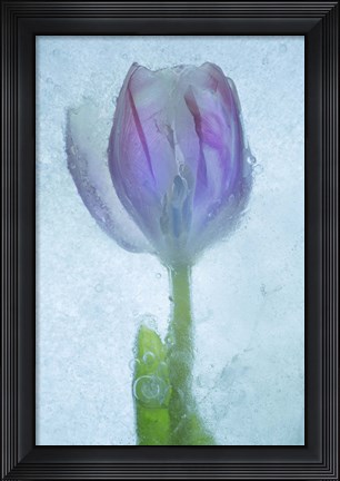 Framed Flowers on Ice-3 Print