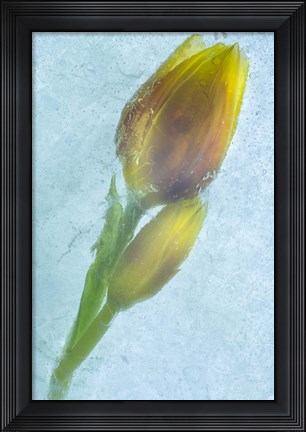 Framed Flowers on Ice-4 Print