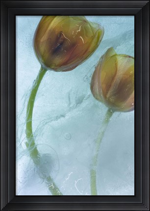 Framed Flowers on Ice-5 Print