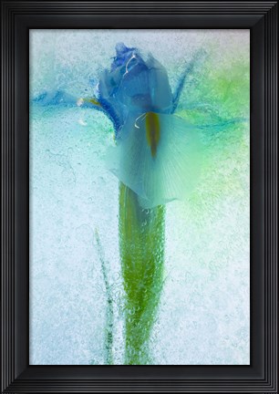 Framed Flowers on Ice-7 Print