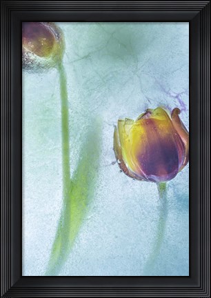 Framed Flowers on Ice-9-2 Print