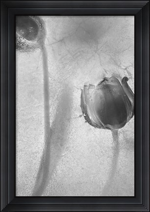 Framed Flowers on Ice-9 Print