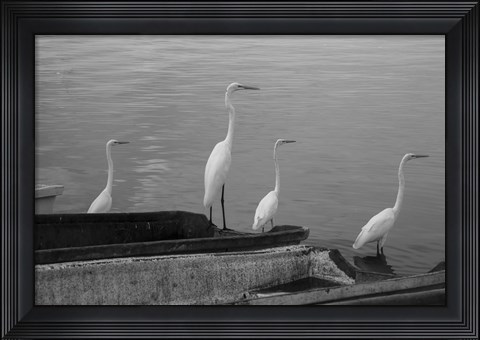 Framed Garzas BW-8 Print