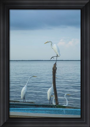 Framed Garzas-1-2 Print