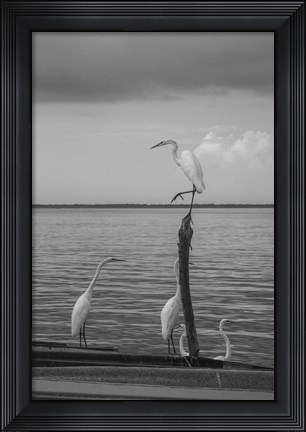 Framed Garzas-1 Print