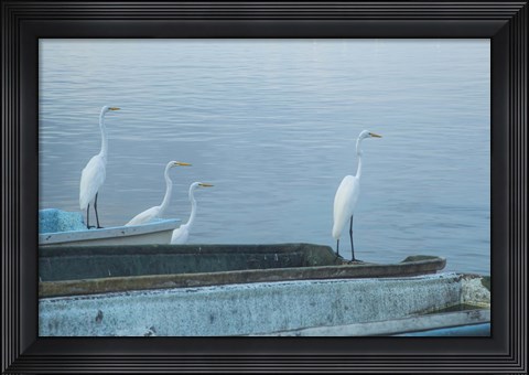 Framed Garzas-2-2 Print