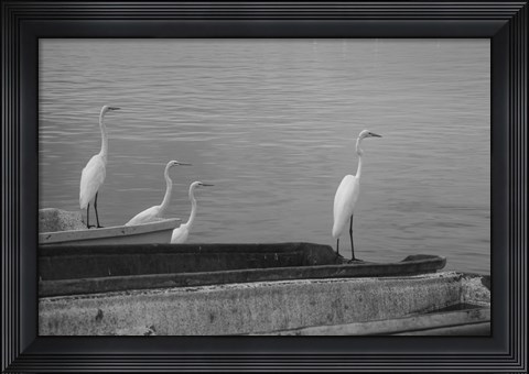 Framed Garzas-2 Print