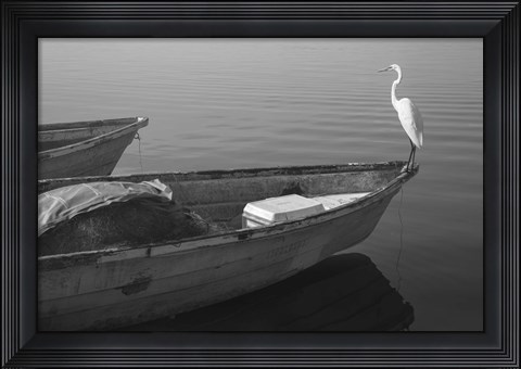 Framed Garzas-5 Print