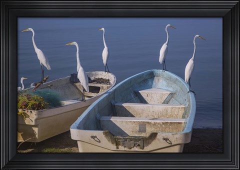 Framed Garzas-7-2 Print