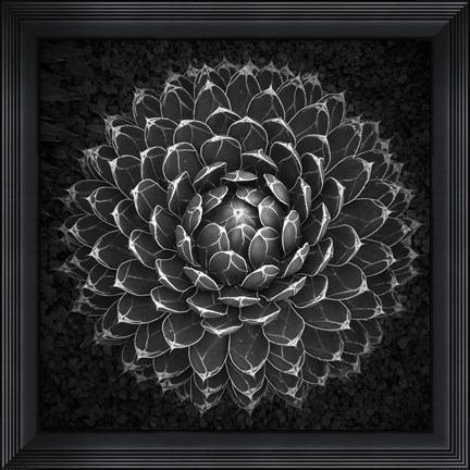 Framed Agave Victoria Print