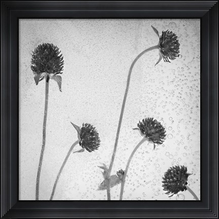 Framed Flores Secas 36-2 Print
