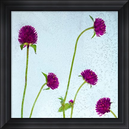 Framed Flores Secas 36 Print