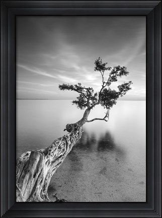 Framed Water Tree V Print