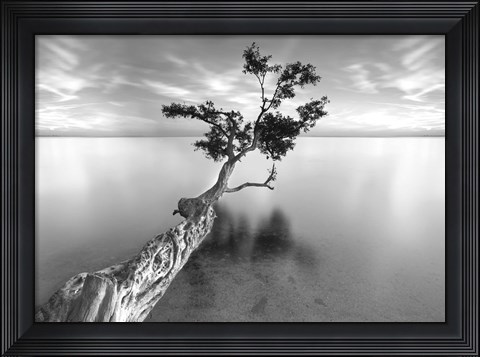 Framed Water Tree XIII Print