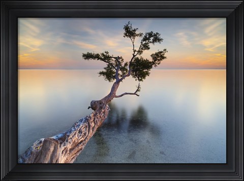 Framed Water Tree XIV Print