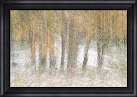 Framed Motion Trees 2 Print