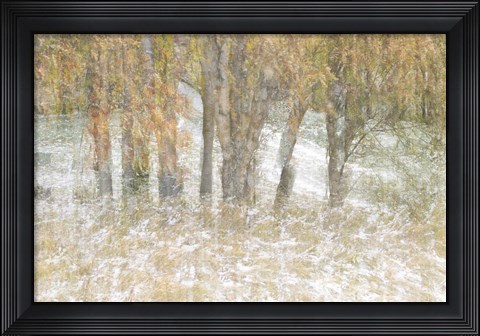 Framed Motion Trees 3 Print