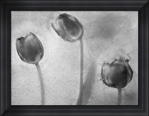 Framed Flowers on Ice BW-5 Print