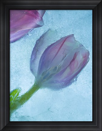 Framed Flowers on Ice-2 Print