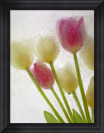 Framed Flores Congeladas 605 Print