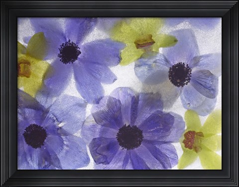 Framed Flores Congeladas 631 Print