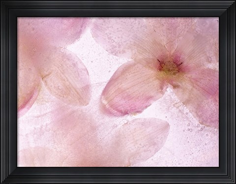 Framed Flores Congeladas 641 Print
