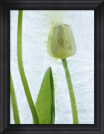 Framed Flores Congeladas 572 Print