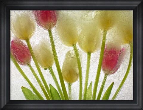 Framed Flores Congeladas 610 Print