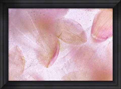 Framed Flores Congeladas 639 Print