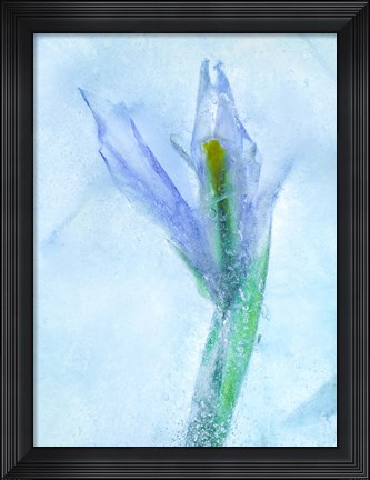 Framed Flores Azules 56 Print