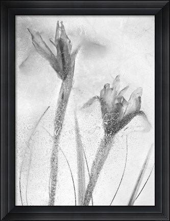 Framed Flores Azules 57-2 Print