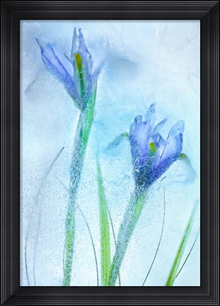 Framed Flores Azules 57 Print