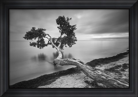 Framed Water Tree 10 BW Print