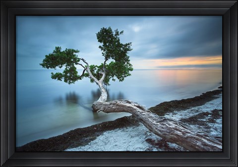Framed Water Tree 10 Color Print