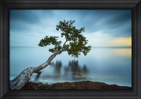 Framed Water Tree 11 Color Print