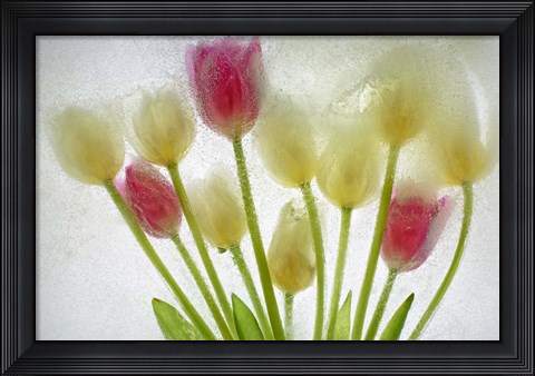 Framed Flores Congeladas 603 1 Print