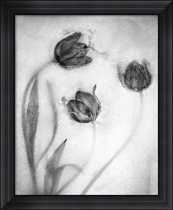 Framed Tulipanes Rojos-2 Print