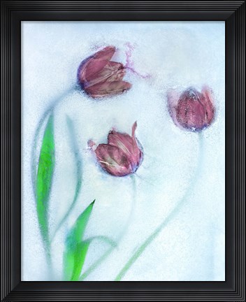 Framed Tulipanes Rojos Print